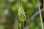 Largeleaf rose gentian